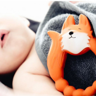 Natruba glodalica lisica, narandžasta 