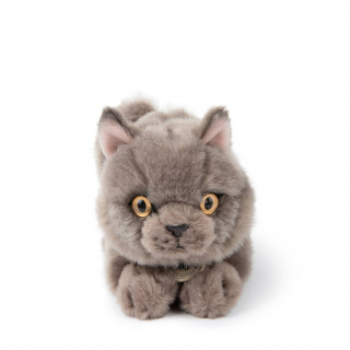 B.T.Chaps Freddy britanski pas u pokl. kutiji 20cm 