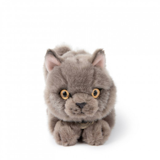 B.T.Chaps Freddy britanski pas u pokl. kutiji 20cm 