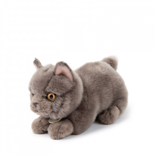 B.T.Chaps Freddy britanski pas u pokl. kutiji 20cm 