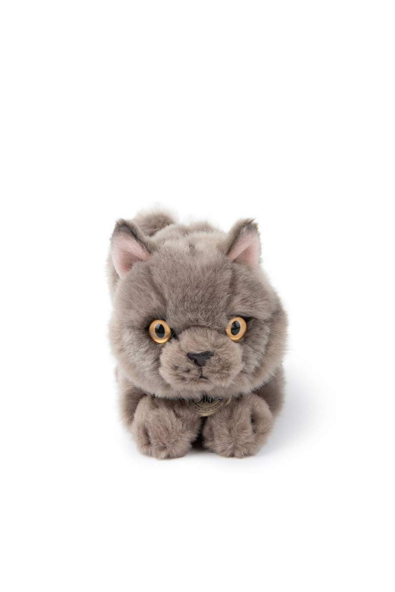 B.T.Chaps Freddy britanski pas u pokl. kutiji 20cm 