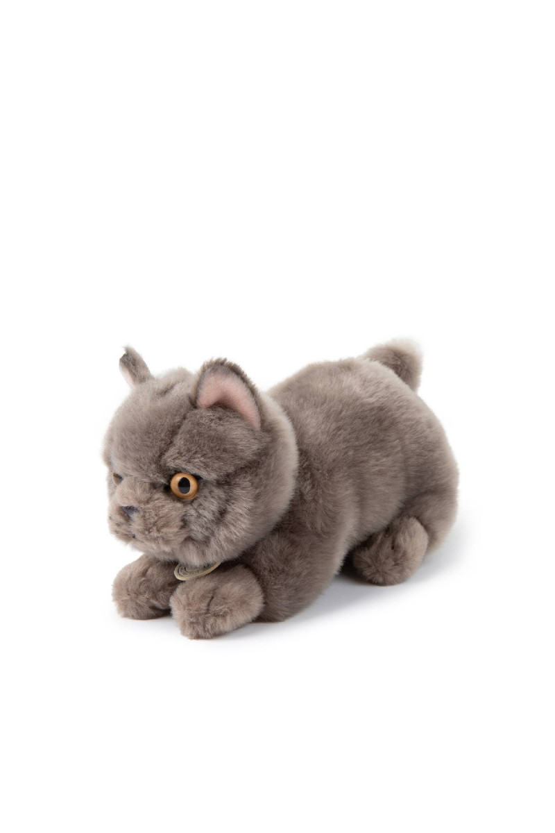 B.T.Chaps Freddy britanski pas u pokl. kutiji 20cm 